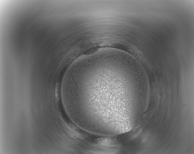 X0000054460074200508052002