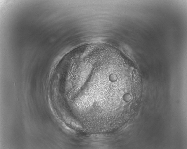 X0000054460145200508052000