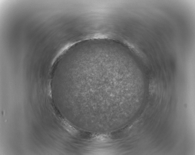 X0000054461262200508051941