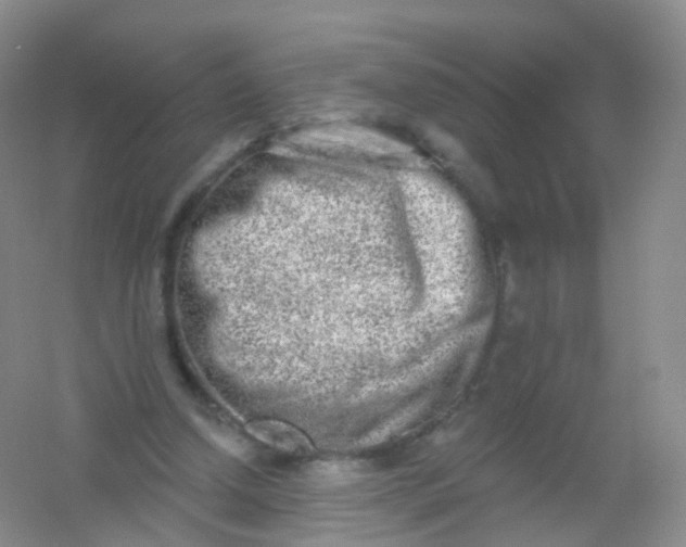 X0000054460250200508121945