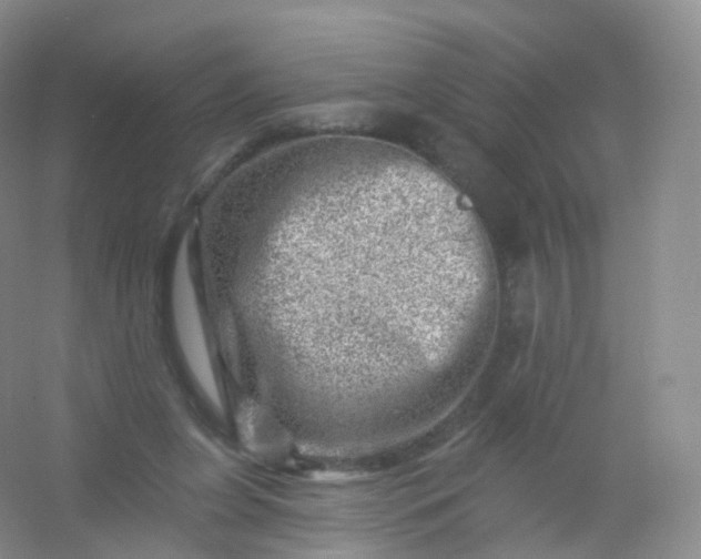 X0000054460255200508121945