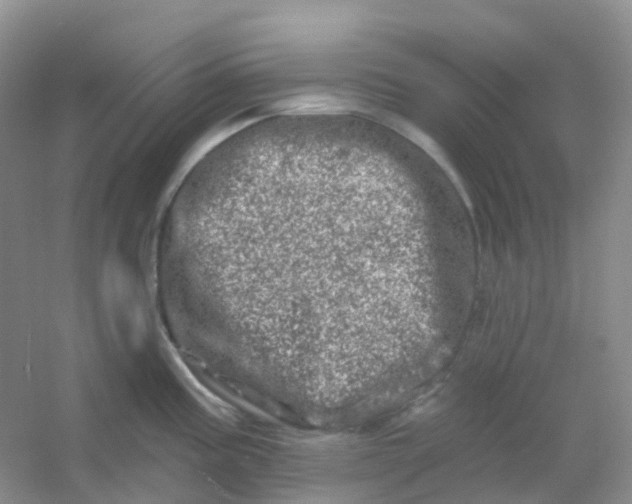 X0000054461195200508121929