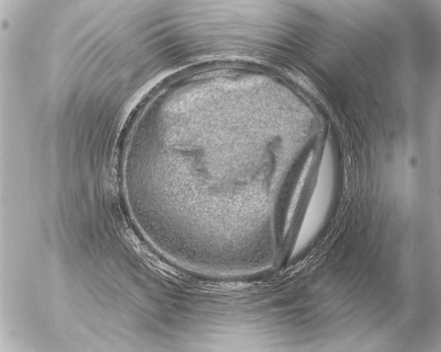 X0000054461068200508191656