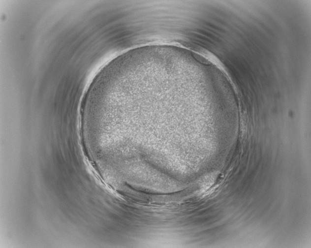 X0000054461096200508191656