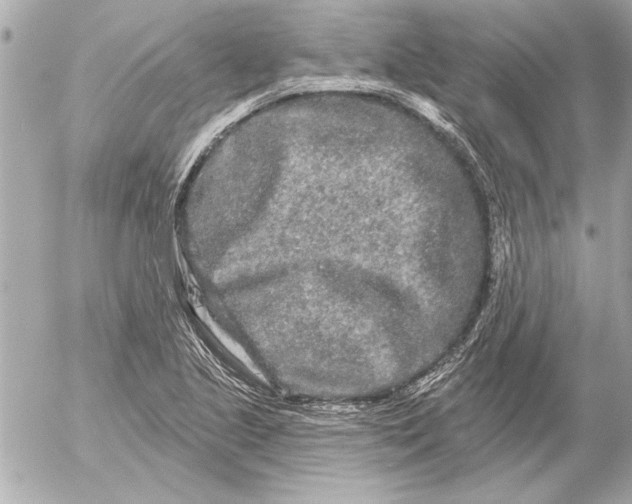 X0000054461221200508191654