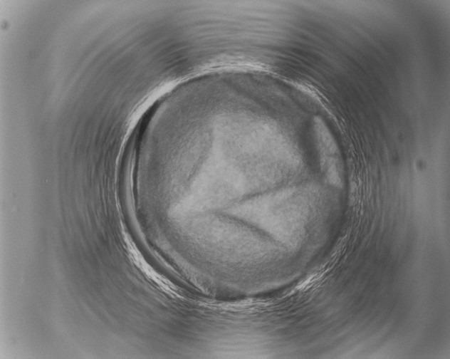 X0000054461038200508270059