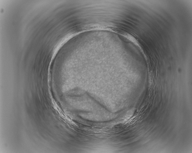 X0000054461096200508270058
