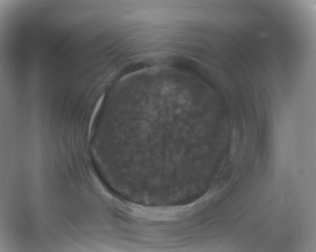 X0000054470048200508122015