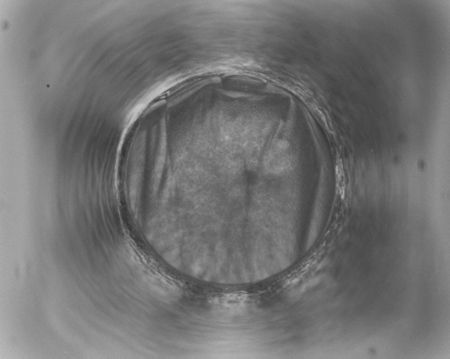 X0000054470196200508191736