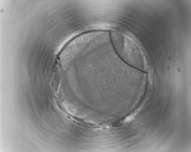 X0000054470434200508270133