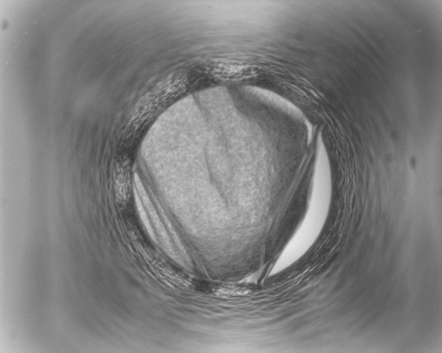 X0000054470515200508270133