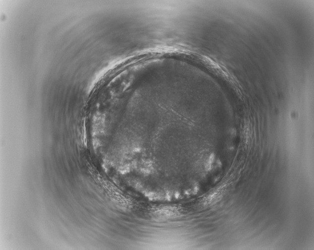 X0000054471262200508270120