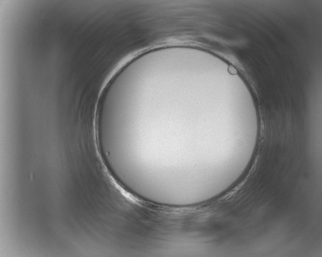 X0000055511294200508120746