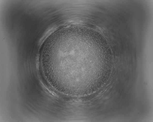 X0000055510194200508121026
