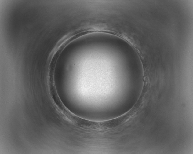 X0000055510199200508121026