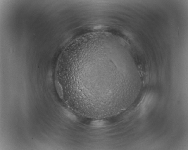 X0000055510269200508121025
