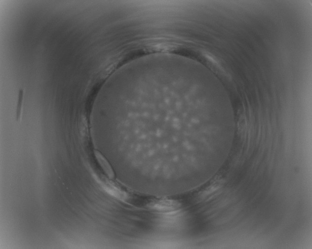 X0000055510459200508121021
