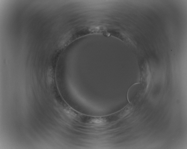 X0000055510659200508121018