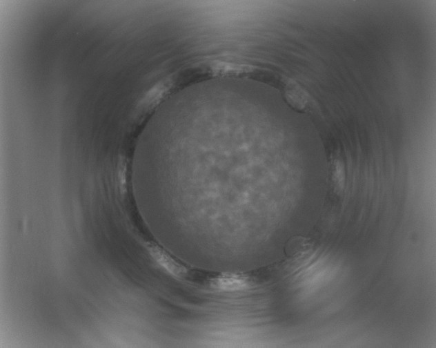 X0000055510668200508121018