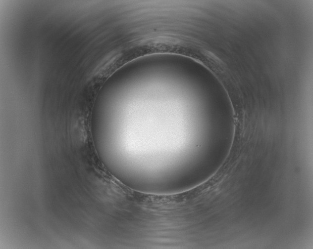 X0000055510774200508121016