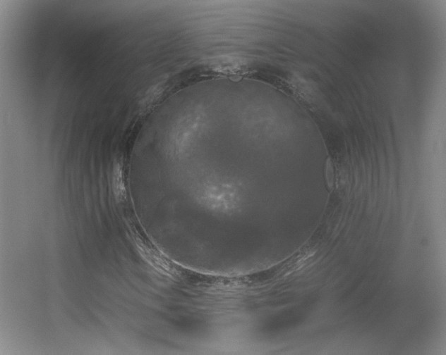 X0000055511106200508121009