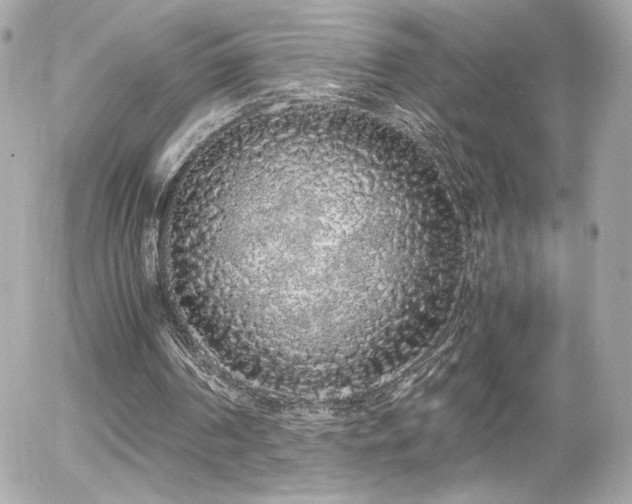 X0000055510194200508151413
