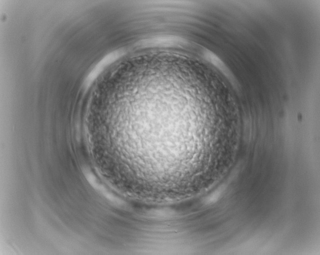 X0000055510994200508151355