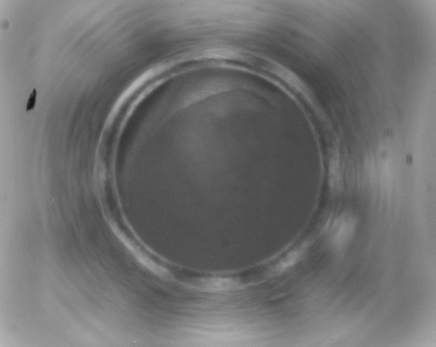 X0000055511024200508151355