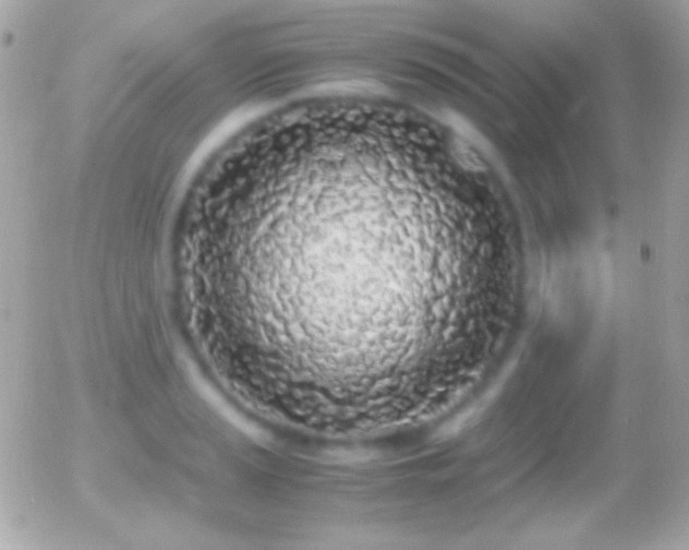 X0000055511037200508151355