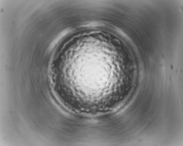 X0000055511329200508151350