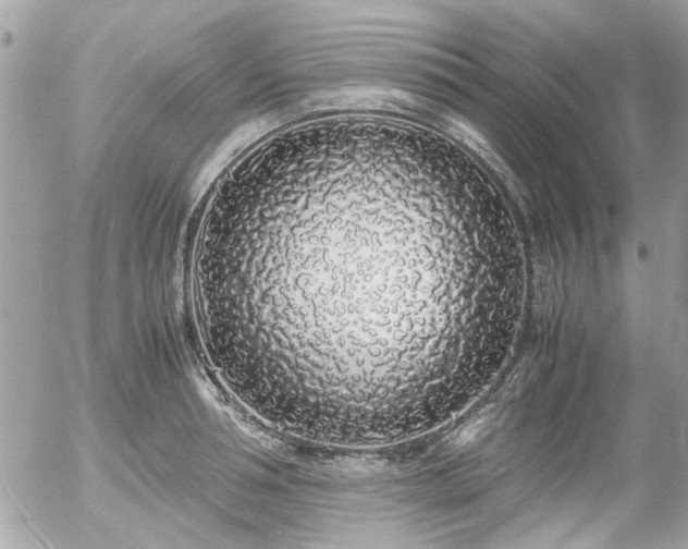 X0000055510994200508191515