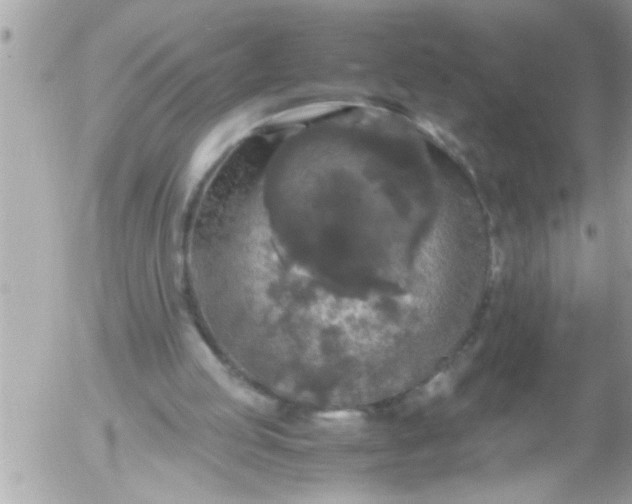 X0000055510053200508262150