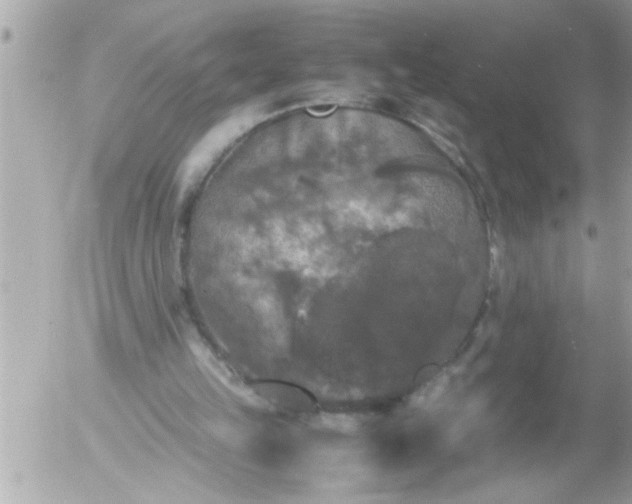 X0000055510149200508262149