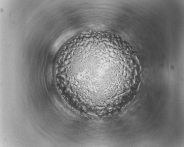 X0000055510194200508262149