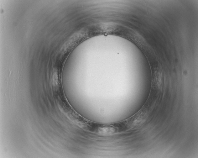 X0000055510220200508262148