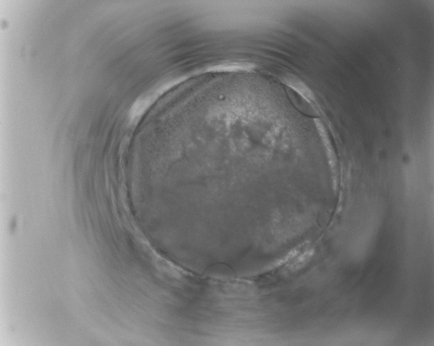 X0000055510337200508262146