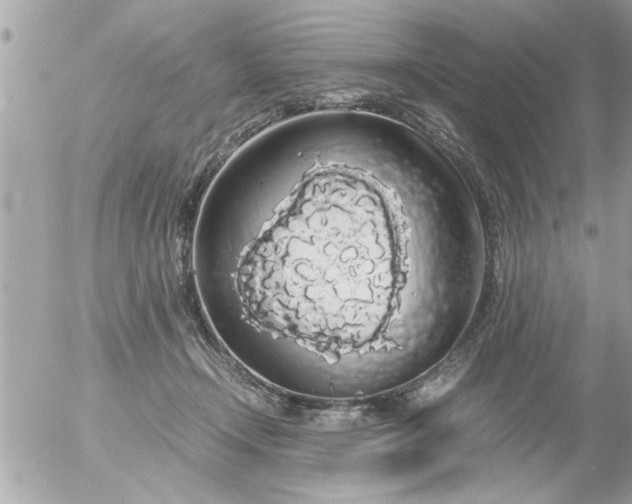 X0000055510366200508262146