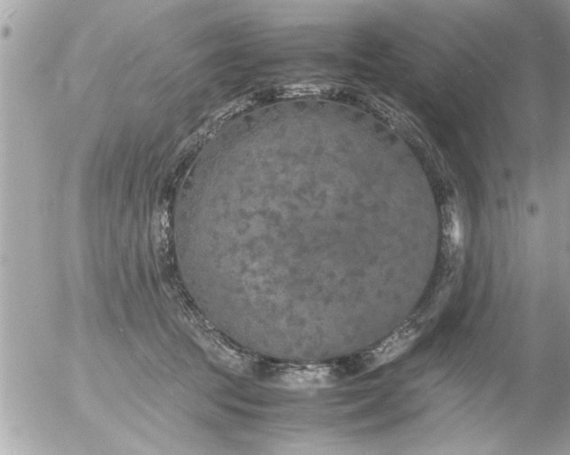 X0000055510369200508262146