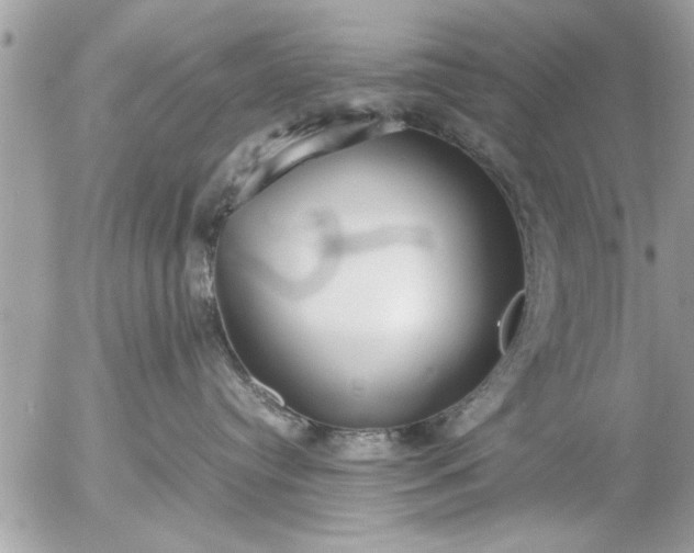 X0000055510384200508262146