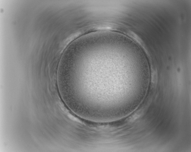 X0000055510385200508262146