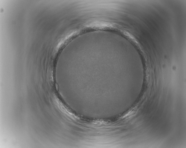 X0000055510399200508262145