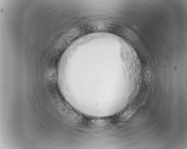 X0000055510419200508262145