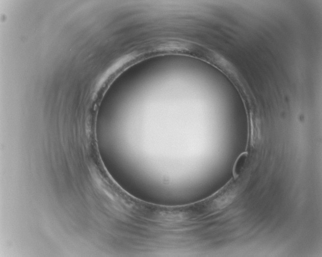 X0000055510435200508262144