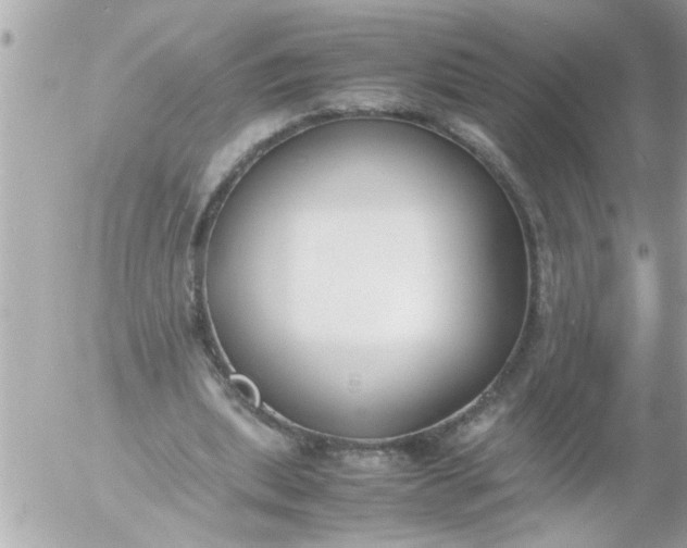 X0000055510439200508262144