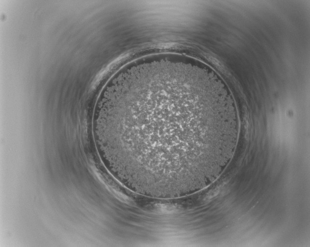 X0000055510442200508262144