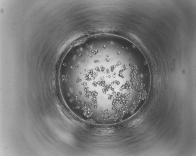 X0000055510443200508262144