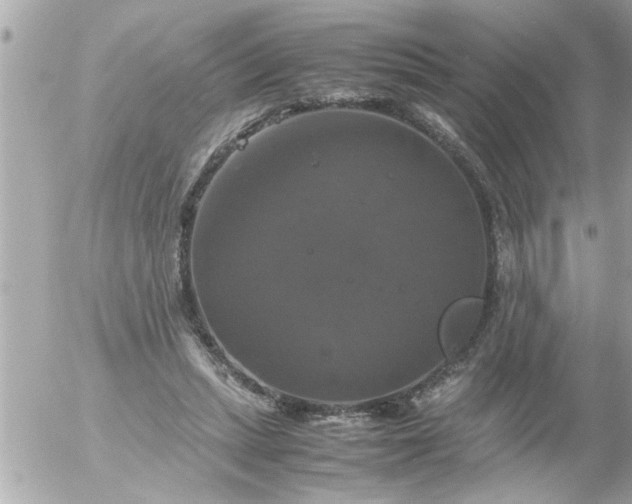 X0000055510447200508262144