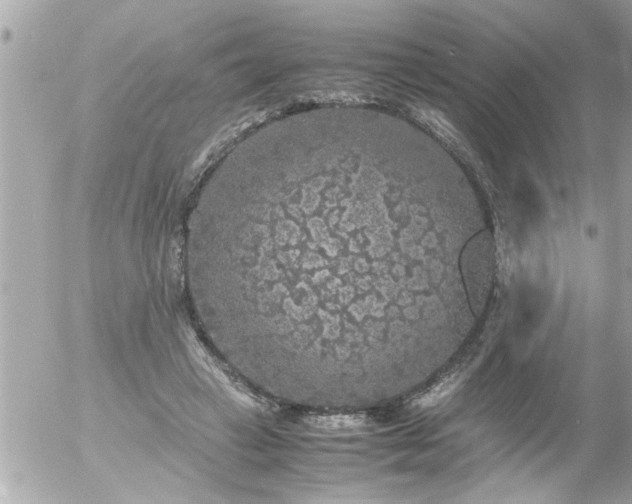 X0000055510449200508262144