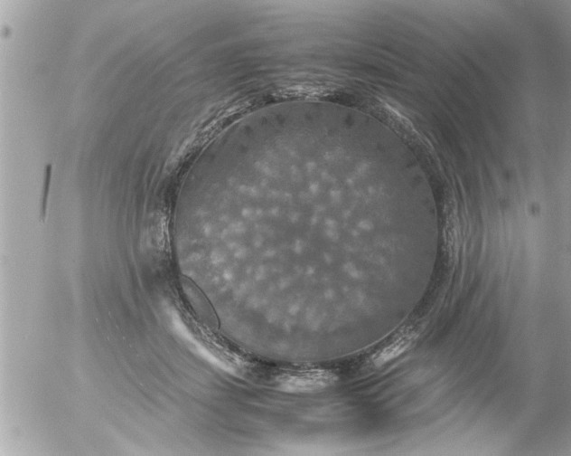 X0000055510459200508262144