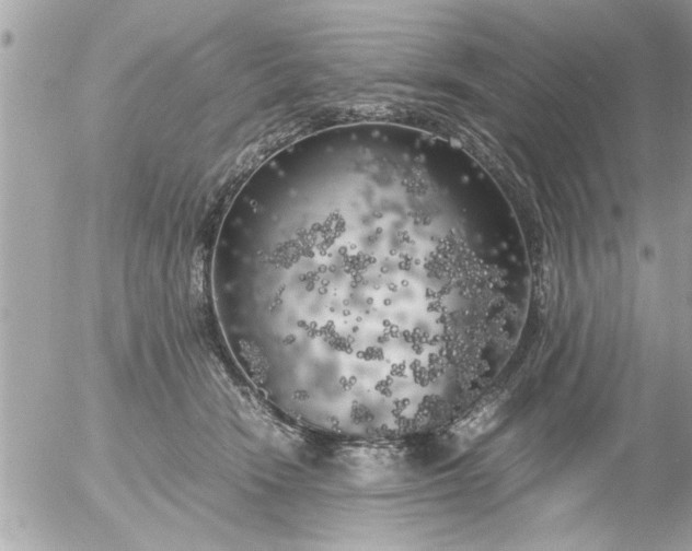 X0000055510466200508262145